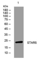 STAR5 rabbit pAb