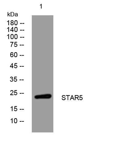 STAR5 rabbit pAb