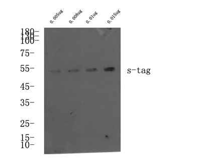 S-Tag rabbit pAb
