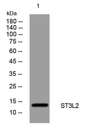 ST3L2 rabbit pAb
