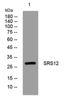 SRS12 rabbit pAb 50µL/100µL