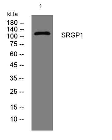 SRGP1 rabbit pAb