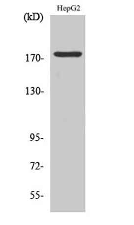 EGFR (phospho Tyr1092) rabbit pAb