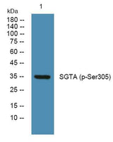 SGTA (phospho-Ser305) rabbit pAb