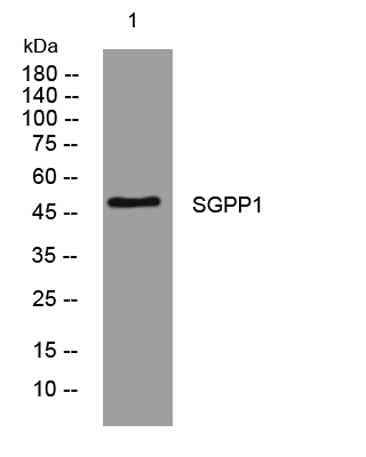 SGPP1 rabbit pAb