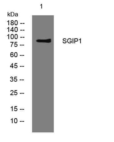 SGIP1 rabbit pAb