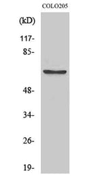 FoxO4 (phospho Ser197) rabbit pAb