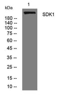 SDK1 rabbit pAb