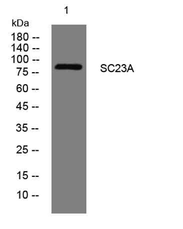 SC23A rabbit pAb