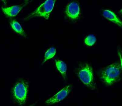 GSK3α/β (phospho Tyr279/216) rabbit pAb