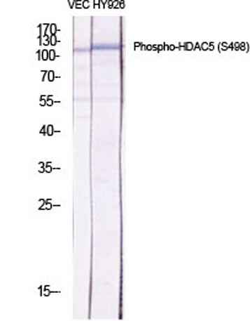 HDAC5 (phospho Ser498) rabbit pAb