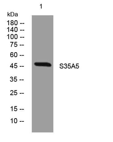 S35A5 rabbit pAb