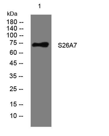 S26A7 rabbit pAb