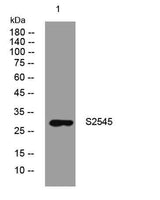 S2545 rabbit pAb