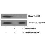 Histone H3 (phospho Ser28) rabbit pAb