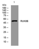 RUN3B rabbit pAb
