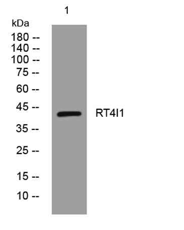 RT4I1 rabbit pAb