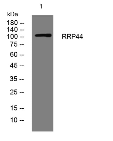 RRP44 rabbit pAb 50µL/100µL