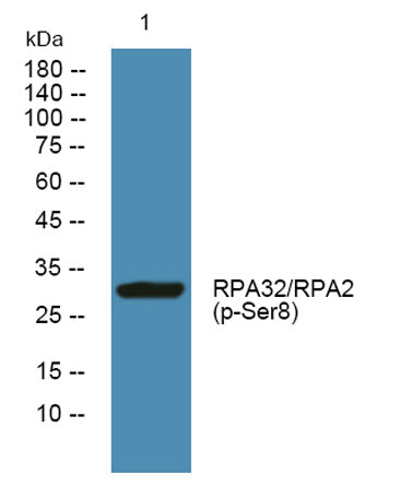 RPA32/RPA2 (phospho-Ser8) rabbit pAb 50µL/100µL