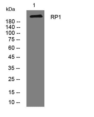 RP1 rabbit pAb