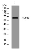 RN207 rabbit pAb