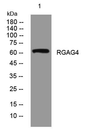 RGAG4 rabbit pAb