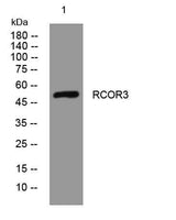 RCOR3 rabbit pAb
