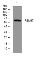 RBM47 rabbit pAb