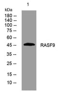 RASF9 rabbit pAb