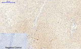 JAK2 (phospho Tyr1007) rabbit pAb