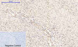 NFκB-p65 (phospho Ser276) rabbit pAb
