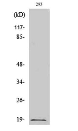 Op18 (phospho Ser16) rabbit pAb