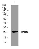 RAB12 rabbit pAb
