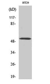p53 (phospho Ser33) rabbit pAb