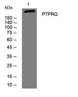 PTPRQ rabbit pAb