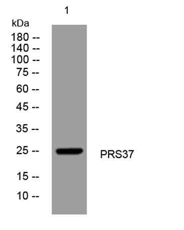 PRS37 rabbit pAb