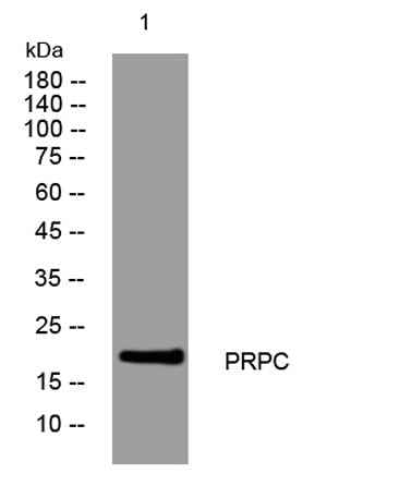 PRPC rabbit pAb