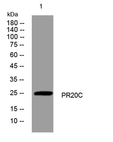 PR20C rabbit pAb