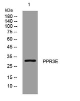 PPR3E rabbit pAb