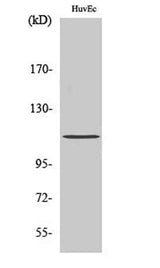 Rb (phospho Ser807) rabbit pAb