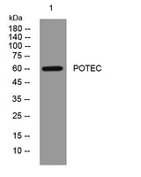 POTEC rabbit pAb