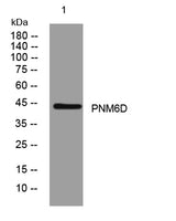 PNM6D rabbit pAb 50µL/100µL