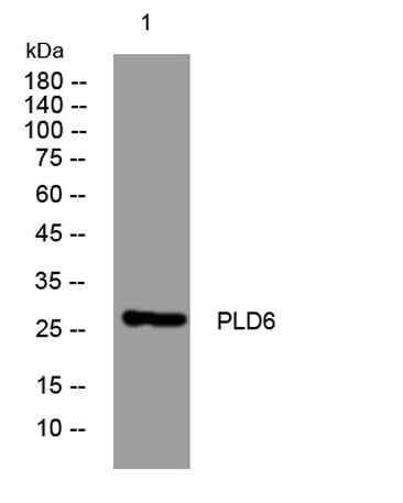 PLD6 rabbit pAb