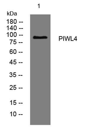PIWL4 rabbit pAb