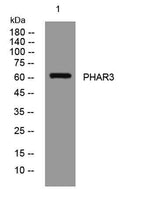 PHAR3 rabbit pAb