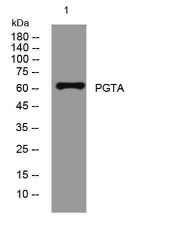 PGTA rabbit pAb