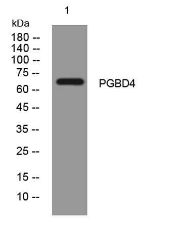 PGBD4 rabbit pAb