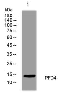 PFD4 rabbit pAb