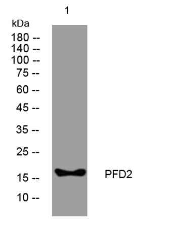 PFD2 rabbit pAb