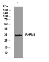 PARM1 rabbit pAb